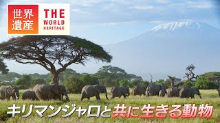 【絶景】キリマンジャロの麓に広がる、動物の楽園！