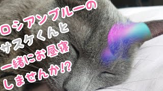 猫と一緒にお昼寝しようとしたら仕草が可愛すぎたw