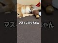 【柴犬】あざとい柴犬🐶 柴犬のいる暮らし 柴犬との暮らし 柴犬ライフ 柴犬と暮らす ハクチャンネル 柴犬の癒し 柴犬の癒し 柴犬しか勝たん 柴犬ハクちゃん