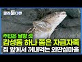 딱 2집만 살아 뱃길도 끊겨 회 먹고 싶으면 물고기 한 마리쯤은 자급자족 바다에서 꺼내 먹는 외딴섬마을에서의 하룻밤┃한국기행┃#골라듄다큐