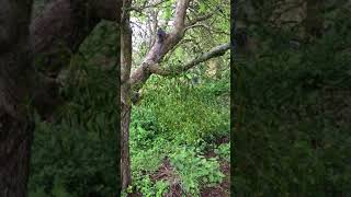 Mistletoe (Viscum album) - infection in Apple tree - April 2018