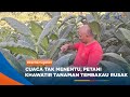 MAGETAN - Cuaca Tak Menentu, Petani Tembakau Khawatir Tanamannya Rusak