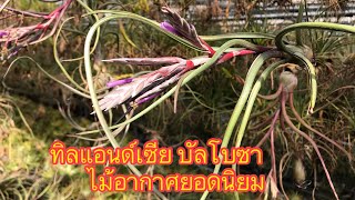 บัลโบซา ไม้อากาศยอดนิยม สกุลทิลแอนด์เซีย Tillandsia