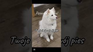 Twoje imię - twój pies część 1 | jakie imiona następne? | #pies #dog #dlaciebie