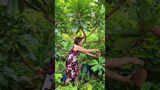 Hari ini kita panen buah mamey sapote bersama bu Novi dari jakarta #mameysapote