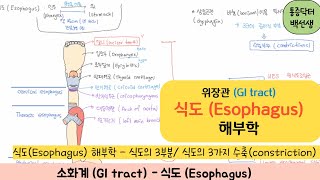 해부학_식도(Esophagus)_ 위장관의 식도 해부학에 대해 알아보자.