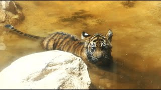 20240510 上野動物園　スマトラトラ　じゃれ合う三つ子の赤ちゃんトラ　プールに入って水をペロペロする赤ちゃんトラ　草にじゃれつく赤ちゃんトラ　母子の展示時間変更 11:30～13:30