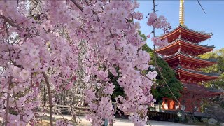 (VLOG)日本の桜 福岡の桜 2022🇯🇵🌸 作業用BGM 東長寺 櫛田神社 博多