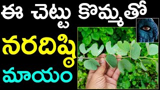 ఈ చెట్టు కొమ్మతో నరదిష్ఠి మాయం  || Are chettu upayogalu || naradhisti povalante