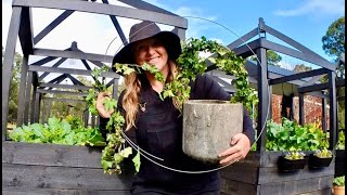 Make your own Ivy Topiary in under 5 minutes!