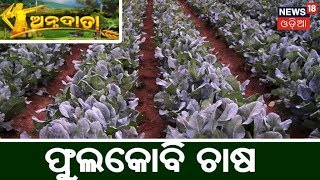 ଫୁଲକୋବି ଫସଲରେ ରୋଗପୋକ ନିୟନ୍ତ୍ରଣ | ANNADATA | 14 JAN 2019 | NEWS18 ODIA