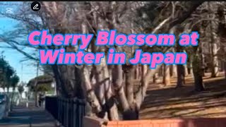 Cherry Blossom at Winter in Japan