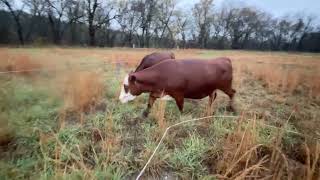 Rainy sloppy day following Greg Judy’s guidance 20241119 #rotationalgrazing