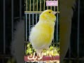 كناري اسطوره في التغريد canarysinging bird