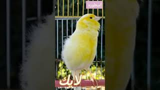 كناري اسطوره في التغريد #canarysinging #bird