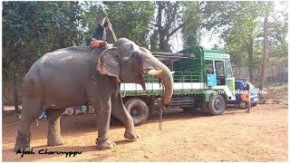 🔥ചങ്ങലയും വാരിപിടിച്ചുള്ള വരവ് കണ്ടോ കരിമണ്ണൂർ ശേഖരൻ 🔥 (കീച്ചൻ ) # ആനവാൽമോതിരം #