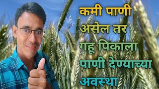 गहू पीक पाणी व्यवस्थापन || गहू सिंचनाच्या महत्त्वाच्या अवस्था || wheat irrigation Critical stages.