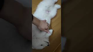 dog so cute 萨摩耶幼犬 微笑天使 好会享受啊