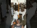 capoeira