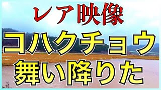 【レア映像】国府平野に舞い降りたコハクチョウ