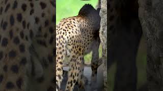 チーターVol.140　スロー　千葉市動物公園 #shorts