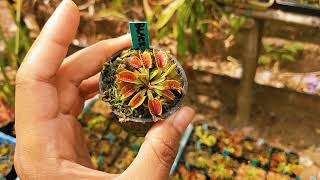 Intipin Stok Kebun Tanaman Venus Fly Trap Om Seno