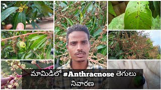 Mango Anthracnose Desease Symptoms and Control Measures | మామిడిలో #Anthracnose తెగులు నివారణ