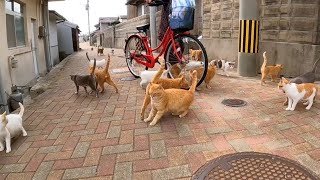 猫島の路地裏で自転車は乗ってはいけない