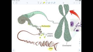 DNA Structure and Replication