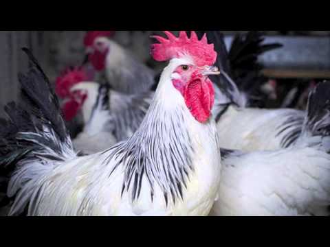 What is the history of the Sussex chicken?