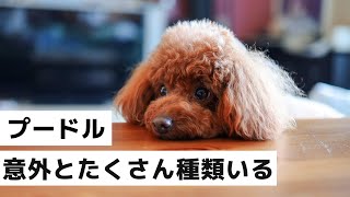 【大人気犬種】プードルの種類（トイ、タイニー、ティーカップの違いは？）