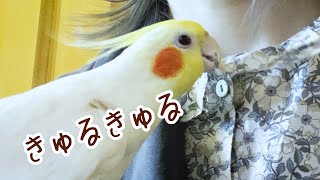 謎の鳴き声と行動【オカメインコ】