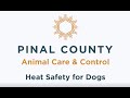 Summer Heat Pet Safety