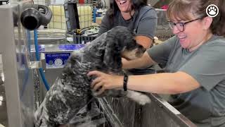 Groomer's Choice x Evolution Dog Wash