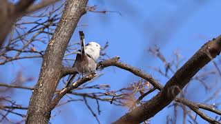 [4K] 雪の妖精シマエナガ　longtailedtit