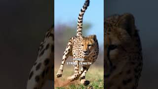 Cheetah | The Fastest Animal On Earth