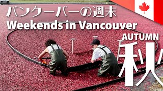 🇨🇦【Weekend Vlog】Unique Cranberry Harvest in Canada