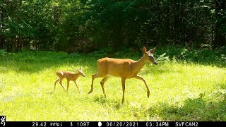 Fawns and a Porcupette! The MOST AMAZING trail camera footage to date!