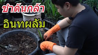 ชำต้นกล้าอินหผลัม ให้แข็งแรง โตไว