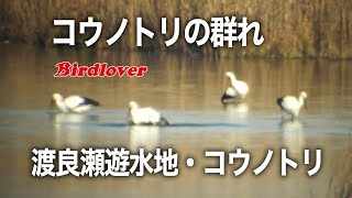 渡良瀬遊水地・コウノトリの群れ・字幕付き / Japanese white stork