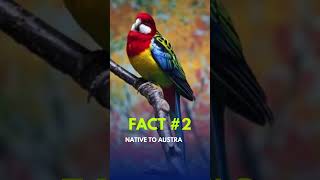 Discover the SECRET World of Rosella Parrots!