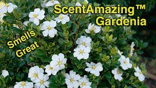 Planting ScentAmazing™ Gardenias - Fragrant, Evergreen, Low Maintenance