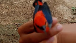 Nangkap Burung Pakai Perangkap Lem.