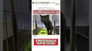 【拡散希望10月25日が期限】【ボランティアPR案件】熊本市の動物愛護センターが10月25日にこの子たちの処分を決定しました。最終受付は23日になるそうです。他県、他市の方への譲渡も可能だそうです。