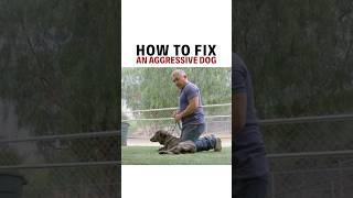 How to help fix an aggressive dog! #pets #animals