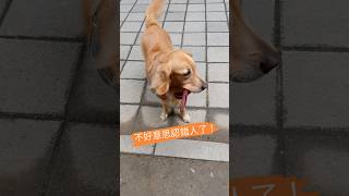 不好意思認錯人了，妳不是我媽媽！ #dog #鏟屎官 #pets #cute #funny #貓貓跪鍵盤