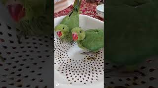 Parrot Talking Mummy| #love #parrot #birds #funny #cute #comedy #like #shorts #short #trending#viral