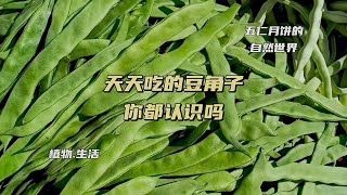 吃了多年的豆角子是不是还分不清种类