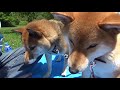 柴犬 のんびりピクニック♪いちご最高！【かわいい】shiba inu riki riko let s go on a picnic