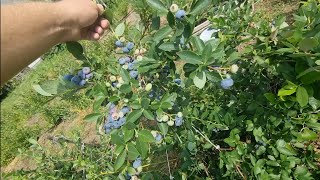 Начало плодоношения голубики блюкроп / Дэнис блю / Чандлер / Дюк